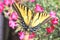 Two-Tailed Swallowtail Butterfly on Dwarf Dianthus