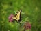 Two-tailed swallowtail butterfly on milkweed