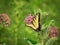 Two-tailed swallowtail butterfly on milkweed