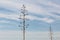 Two tall background agave plant bloom stalks after flowering, dead, against a blue sky with clouds