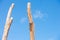 Two Tall dead tree stems isolated blue sky