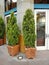 Two Tall Green Baby Trees or Bushes in Fancy Square Pots