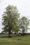 Two tall green trees at Fort Atkinson Historical State Park