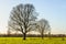 Two tall and leafless trees in a flat rural landscape