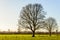 Two tall and leafless trees in a flat rural landscape