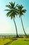 Two tall palm trees on exotic Asian islands