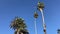 Two tall palms dwarf smaller trees 4K