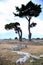Two tall pines, shaped by the wind, in the excavations of Paestum, Campania, Italy