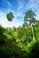 Two tall trees in tropical forest and mostly cleared blue sky