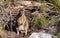 Two Tammar wallabies in native bushland