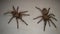 Two Tarantula , Spider isolated on white background Tarantula Close Up male and female of Spider Tarantula - Largest spider in ter