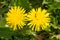 Two taraxacum blowball