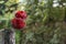 Two tasty strawberries as flowers in the metallic glass