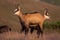 Two tatra chamois calling in mountains in summer nature.