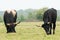 Two Taurus bulls graze the grass in the Maashorst