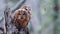 Two Tawny owl or brown owl Strix aluco sits on a broken tree trunk in an autumn forest