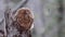 Two Tawny owl or brown owl Strix aluco sits on a broken tree trunk in an autumn forest