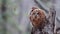 Two Tawny owl or brown owl Strix aluco sits on a broken tree trunk in an autumn forest