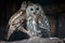 Two tawny owls perching on branch with log wall on the background