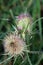 Two teasel heads