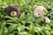 Two teddy baers sitting in bear garlic