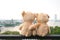 Two teddy bears sitting river view. Love and relationship concept (Chao Phraya river in Bangkok city)