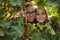 Two teen sister having fun in vineyard