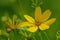 Two teeth, bidens ferilifolia Goldmarie in front of a green background