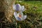 Two tender early crocuses Blue Pearl under the tree. Sunny spring day