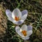 Two tender early crocuses Blue Pearl under the tree. Sunny spring day.