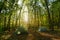 Two tents camp in the middle of a beautiful forest