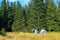 Two tents camping in the mountains in pine forest