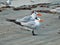 Two Terns on a Beach