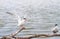 Two terns sitting on a branch over the sea and waving wings