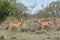 Two territorial Impala rams fighting with each other