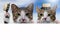 Two Thai cat smile weat hat on blurred background for animal image