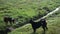 Two thai dogs barks in farmland