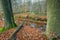 Two thick beech trees and a small stream