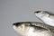Two thick lipped grey mullet fish on grey background with copy space on left