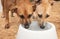 two thirsty dogs share water from a bowl