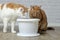 Two thirsty tabby cats looking curious to a pet drinking fountain.