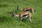 Two Thomson\'s Gazelles Eating