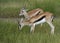 Two Thomson`s Gazelles  Eudorcas thomsonii