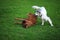 Two thoroughbred dogs are playing with each other