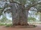 Two thousand year old baobab tree