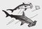 Two threatened smooth hammerhead sphyrna zygaena sharks hunting a cownose ray rhinoptera