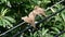 Two of three baby Zebra Dove begging food from their parent bird