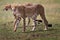 Two of three Cheetah brothers walking, Masai Mara