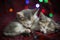 Two three-haired kittens sleep on a warm New Year& x27;s blanket against the background of bright garlands. The concept of