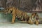 The two tiger that does not live naturally,lying on the cement floor,Showing various gestures